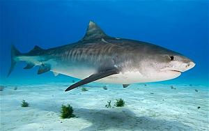 Pulsa en la imagen para verla en tamao completo

Nombre: tiger-shark_1973687b.jpg
Visitas: 525
Tamao: 49.6 KB
ID: 1855