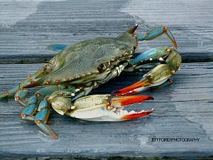Pulsa en la imagen para verla en tamao completo

Nombre: blue-crab.jpg
Visitas: 703
Tamao: 95.7 KB
ID: 1783