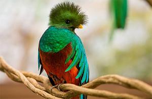 Pulsa en la imagen para verla en tamao completo

Nombre: RQuetzal-quetzal.jpg
Visitas: 376
Tamao: 35.6 KB
ID: 1824