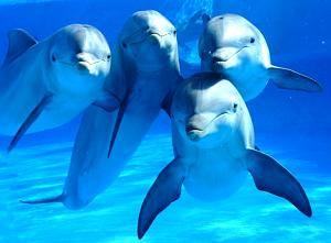 Pulsa en la imagen para verla en tamao completo

Nombre: delfines0001.jpg
Visitas: 534
Tamao: 59.6 KB
ID: 1398